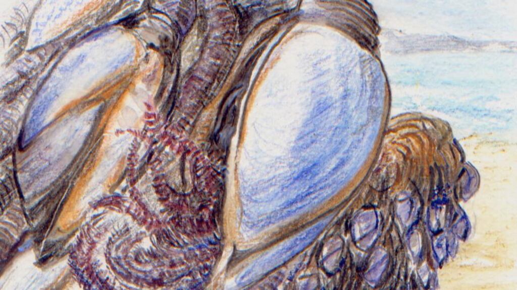 Warm-water creature: the gooseneck barnacle drifts from the subtropical Atlantic. Illustration: Michael Viney