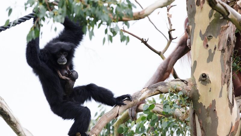 Dublin  Zoo’s latest arrival, a baby siamang gibbon, clings tightly to mother Cahaya.