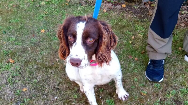 One of the dogs recovered by gardaí in Rathkeale. Photograph: An Garda Síochána Facebook page