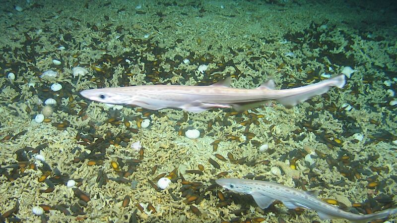 An image from a rare shark nursery filmed 200 nautical miles west of Ireland by Irish and British scientists in one of six offshore special areas of conservation.