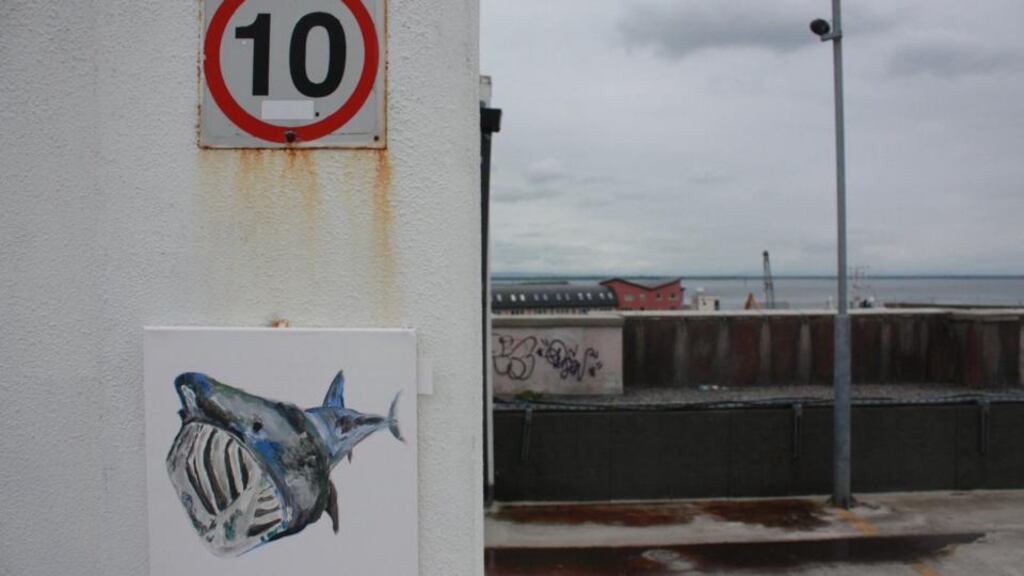 Public gallery: an EndangeredDave basking shark. Photographs: David Byrne/Facebook