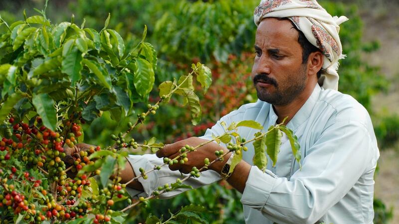 A coffee farmer harvesting  coffee beans in Taizz, Yemen. Photograph: iStock