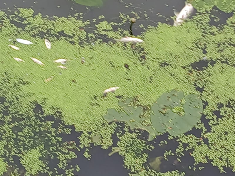 Dead fish in the river Rye. Photograph: Inland Fisheries Ireland