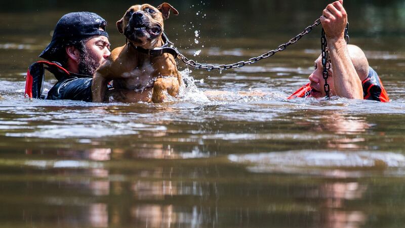 Marine Corps League member Jeff Webb and rescue diver Stephan Bradshaw rescue a dog that was chained to a flooded porch. Photograph: Ashley Landis/The Dallas Morning News/AP