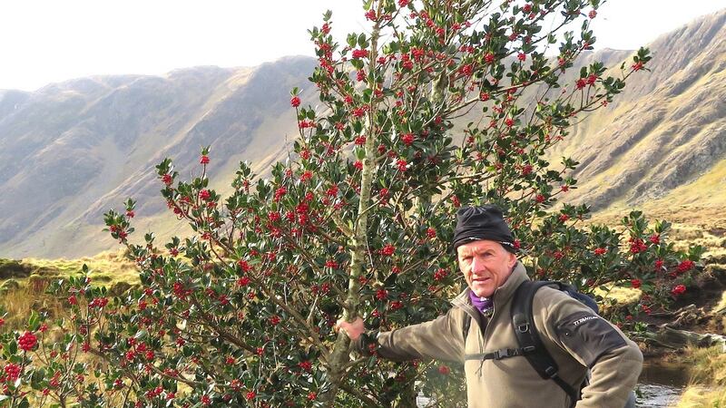 Holly   covered with   red berries, spotted by   John O’Callaghan in Westport, Co Mayo