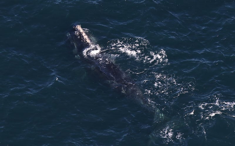 Right whales were once 'abundant' off Donegal and Sligo, but by 1910 were hunted to eradication locally. Photograph: Center for Coastal Studies