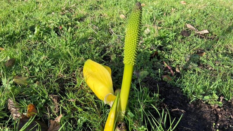 American skunk-cabbage.