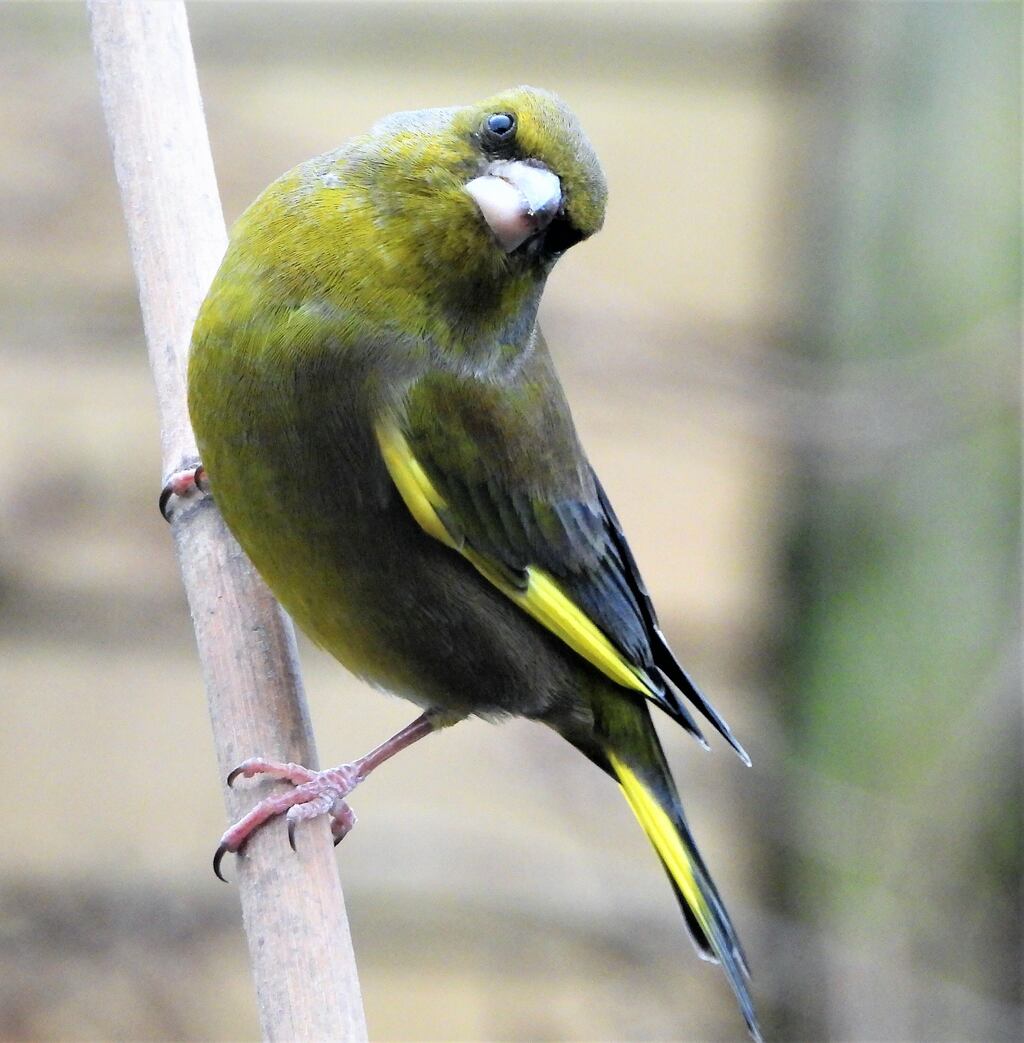 greenfinch, supplied by Niall MacNeill