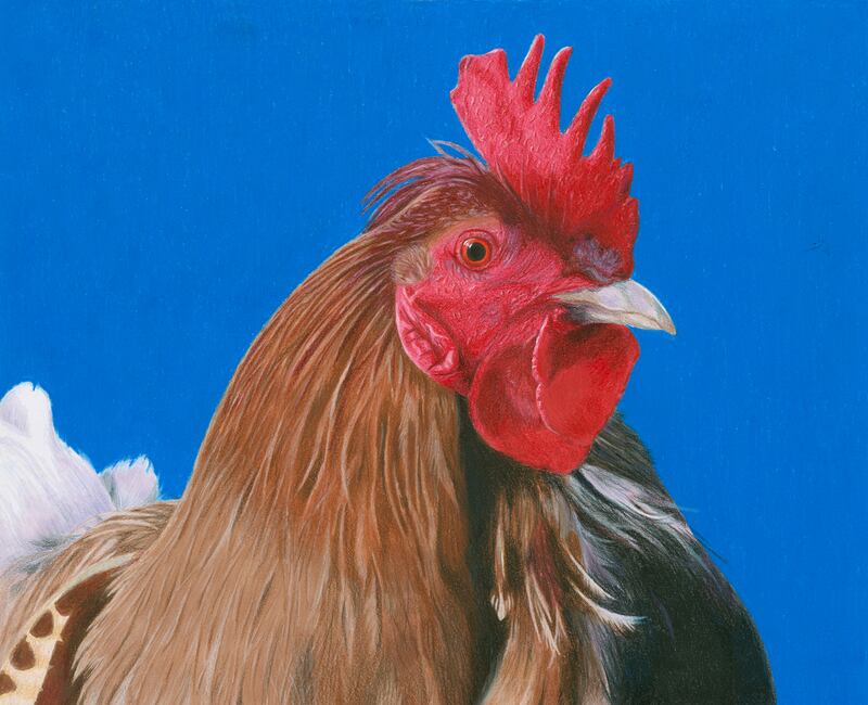 Clodagh McCluskey’s (15) work  Feathers