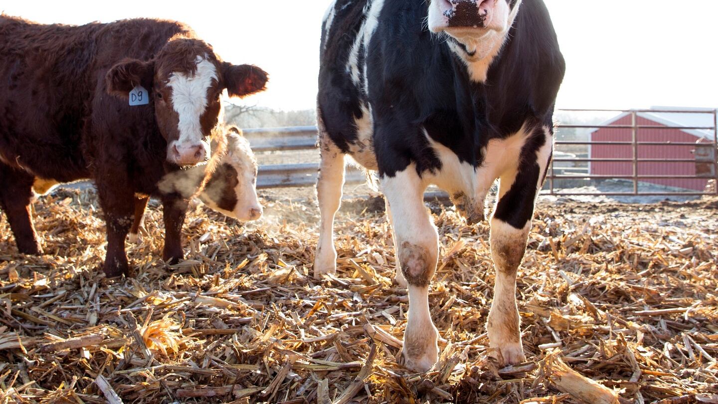 Dairy fares best but all farm incomes are far from equal