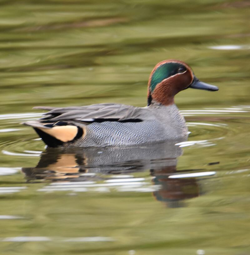 A teal on the lake in Druids Glen. Photograph: Marty McDonald