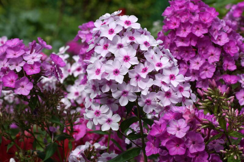 Phlox paniculata. Photograph: PA