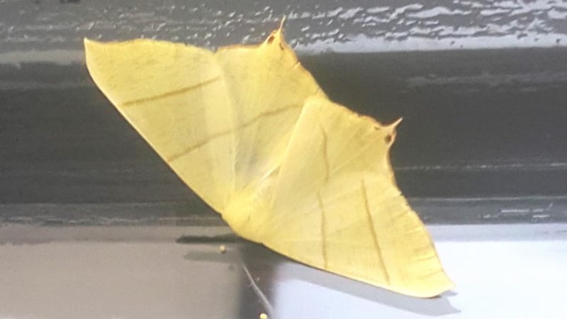 Eyes on nature:  the swallow-tailed moth that  Liz Owen Carney photographed