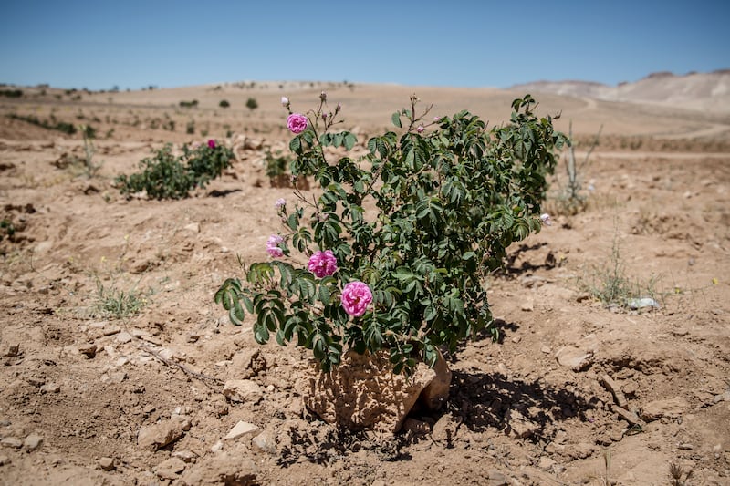 The Damask rose harvest has shrunk as a result of drought-related climate change. Photograph: Sally Hayden