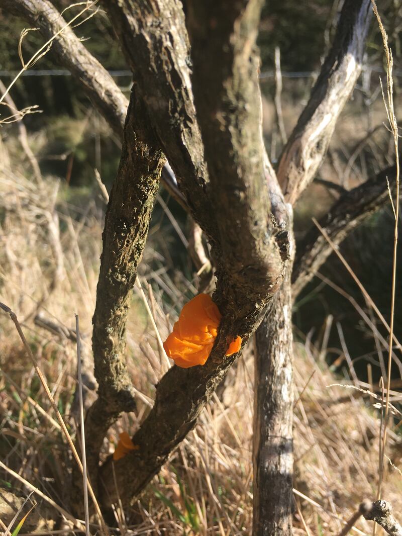 Yellow Brain fungus