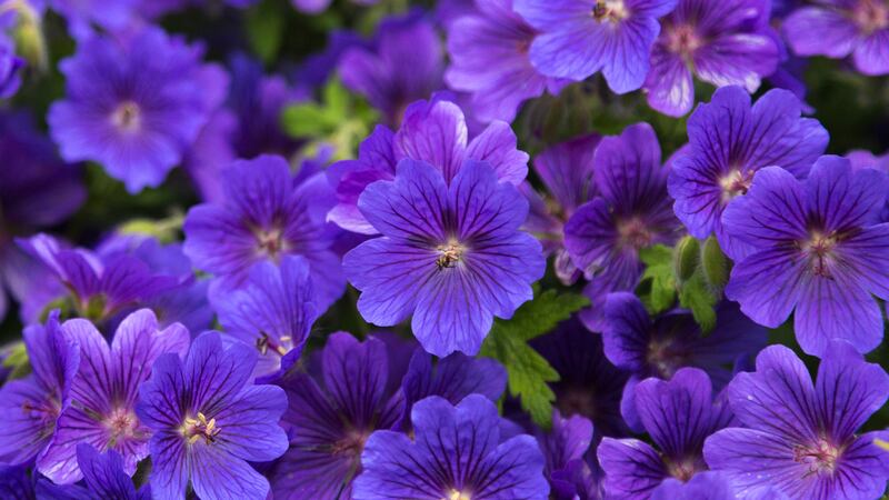 My garden is still waterlogged, should I wait before tackling spring tasks?