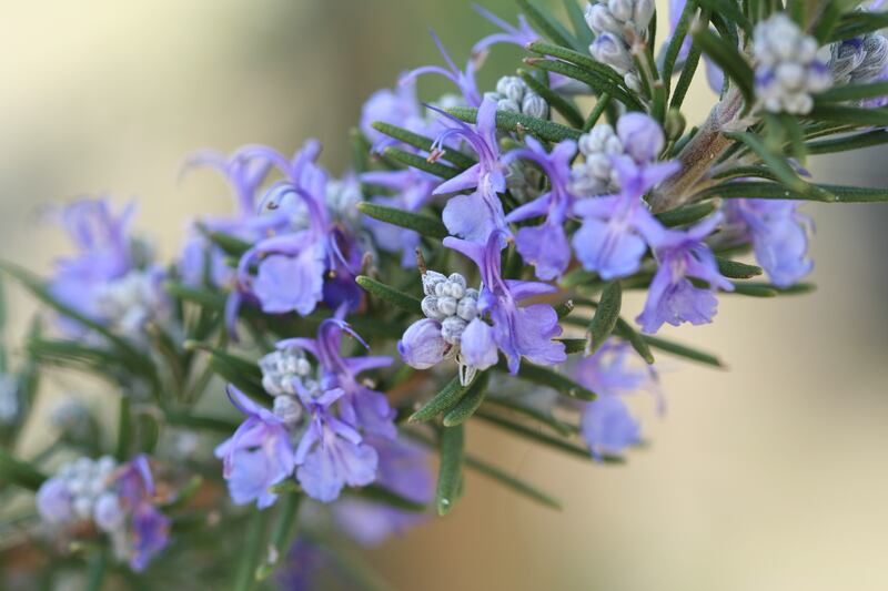 The ancient Greeks and Romans placed rosemary in the tombs of loved ones, while it was also used in the funeral flowers of England’s Queen Elizabeth II.