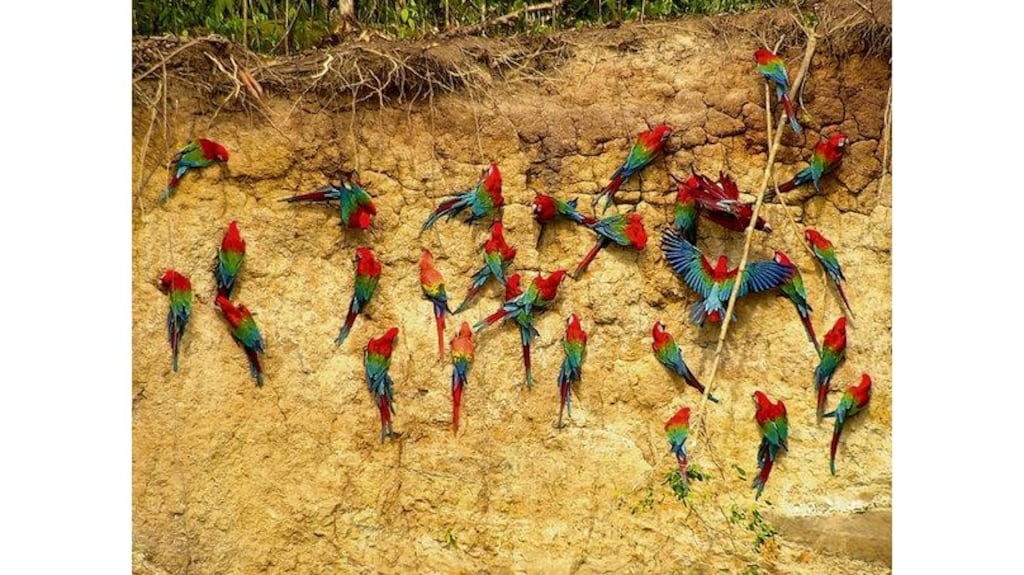 Macaws feeding on the colpa