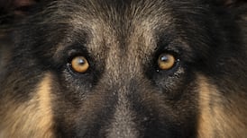 Man jailed, barred from keeping animals after 10 ‘emaciated’ dogs found in filthy kennels