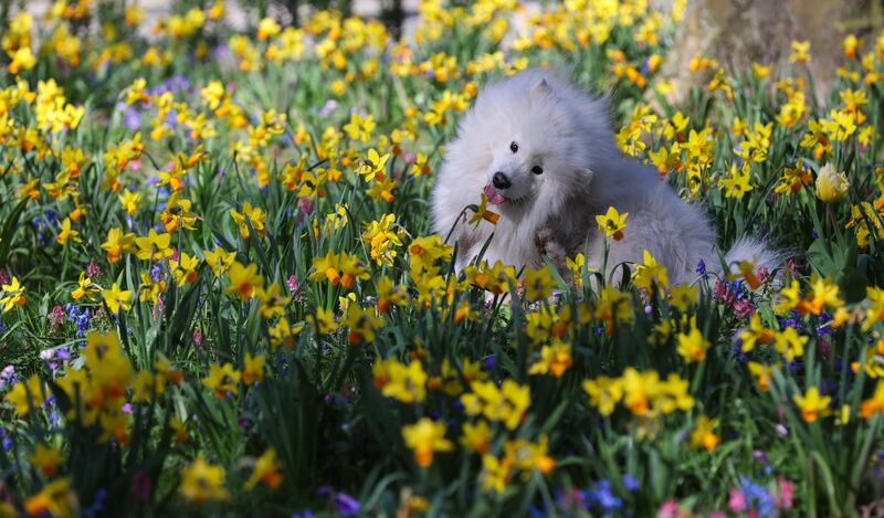 Daffodils are ideally suited to growing in a cool, moist but free-draining soil in a sunny or lightly-shaded spot