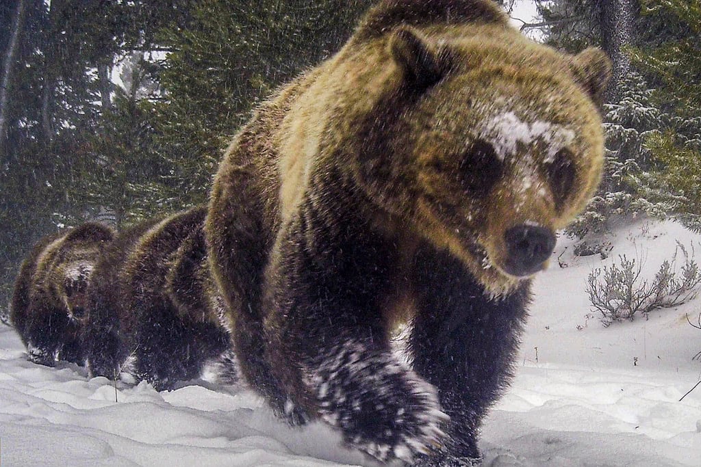 The bear remained on the loose and police and conservation officers were on the scene. File photograph: William Campbell/New York Times