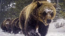 Grizzly bear attack on schoolchildren and teachers in Canada leaves 11 injured