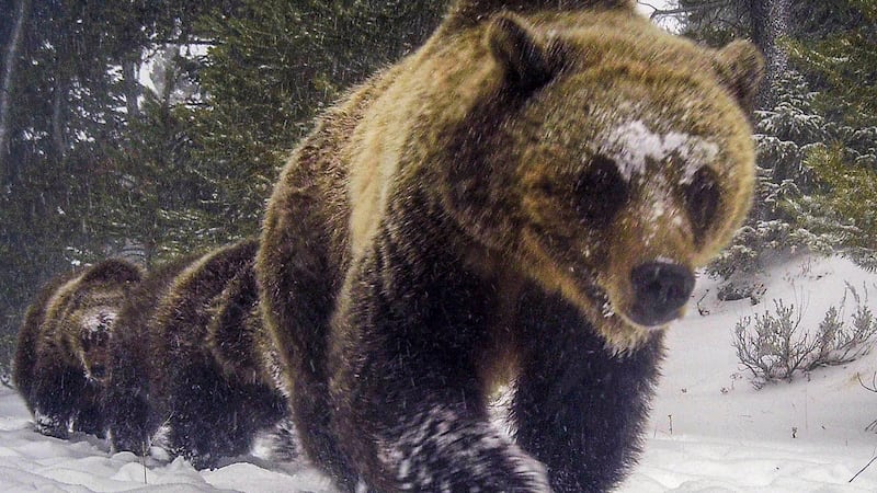 Grizzly bear attack on schoolchildren and teachers in Canada leaves 11 injured