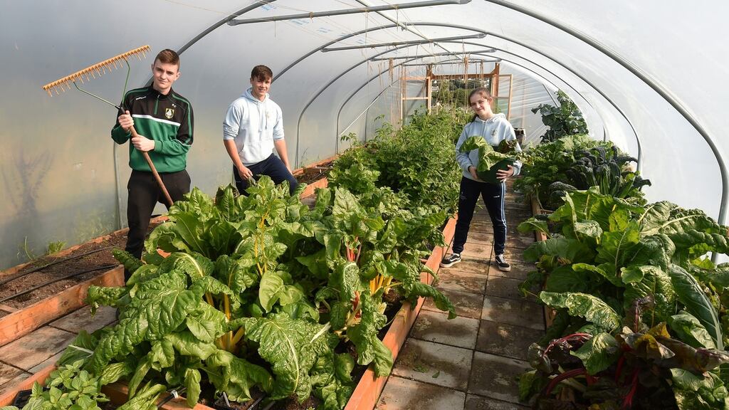 Shane Crumlish (16), Stephen Havlin (17) and Danielle McDermott (16) of Moville Community College, Co Donegal, have been growing vegetables in the school’s polytunnel. Photograph: Trevor McBride