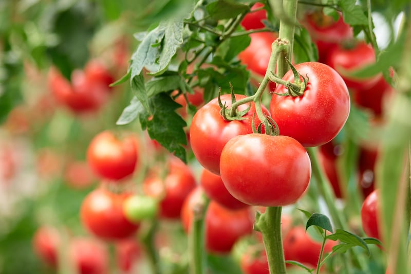 Home-grown tomatoes are delicious but a lot of work. Photograph: Getty