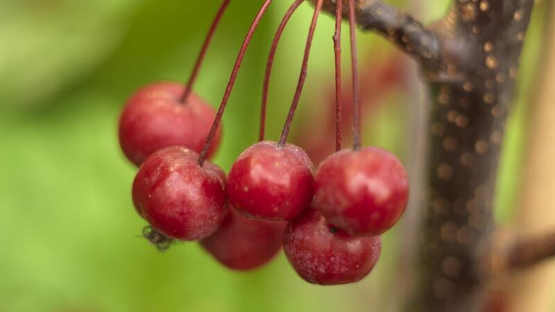 The scarlet fruit of an ornamental crab tree. Photograph: Richard Johnston
