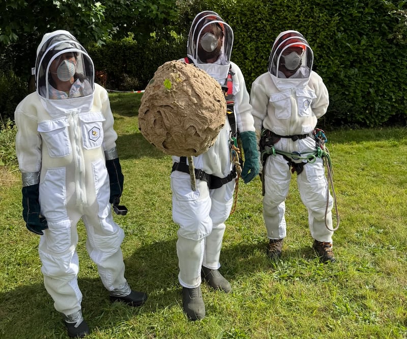 An NPWS team removes first Asian Hornet nest found in Cork city last year.