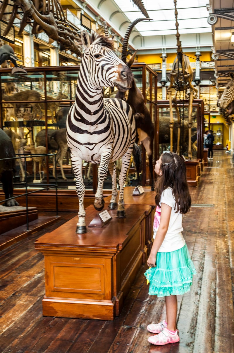 A Godsend for city-bound parents on rainy day, the Natural History Museum – also known as the Dead Zoo – on Merrion Square in Dublin