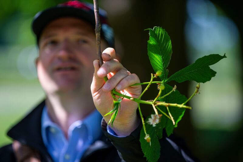 Leif Barry examines  a horse chestnut tree branch. Photograph: Tom Honan/The Irish Times
