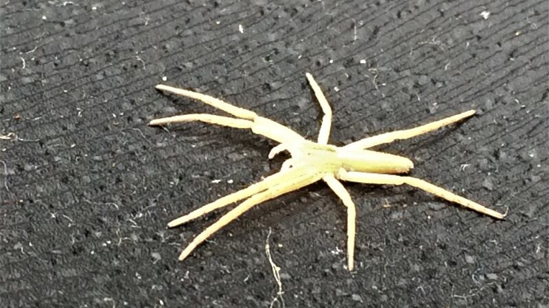 nursery-web spider
