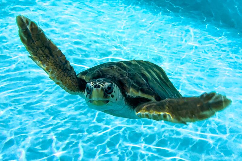 A University of Manchester study suggests microplastics from sea turtles' digestive tracts can move to other organs in their bodies. Photograph: Ben Birchall/PA