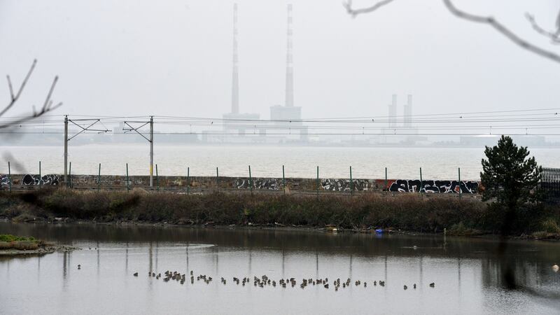Booterstown Nature Reserve: This wetland provides a habitat to a great diversity of life. Photograph: Alan Betson