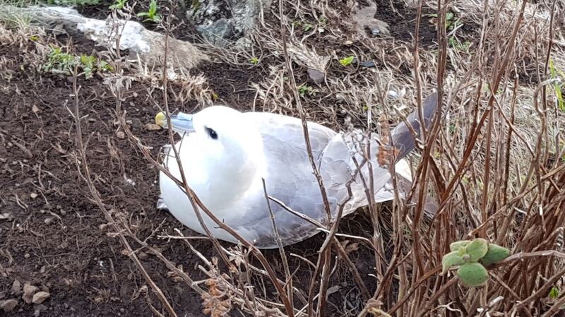 Barbara Thomas recently spotted this   fulmar perching on the cliff side on the Bray to Greystones walk