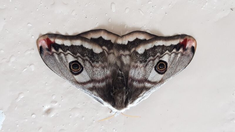 A female emperor moth. Photograph: Gerard Doran