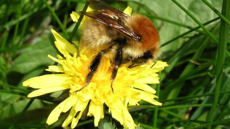The large Carder Bee. Photograph: Dara Stanley