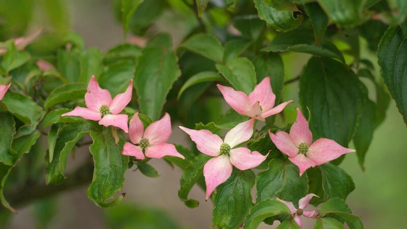 Cornus kousa var. chinenis, the Chinese dogwood flowers in early summer.  Photograph:  Richard Johnston
