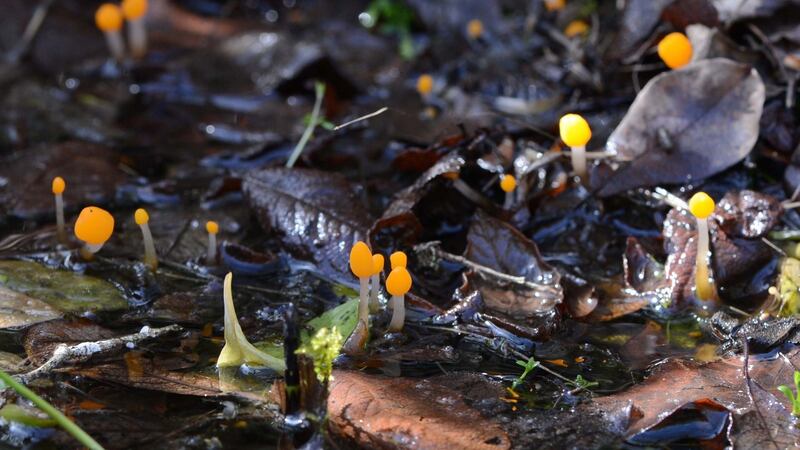 The “flowers” are a fungus, bog beacon, Mitrula paludosa