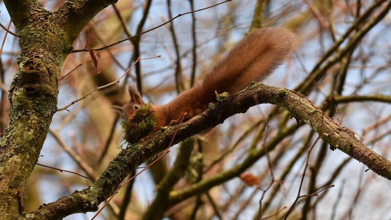 A red squirrel. Photograph: Josh Twinning/PA Wire.