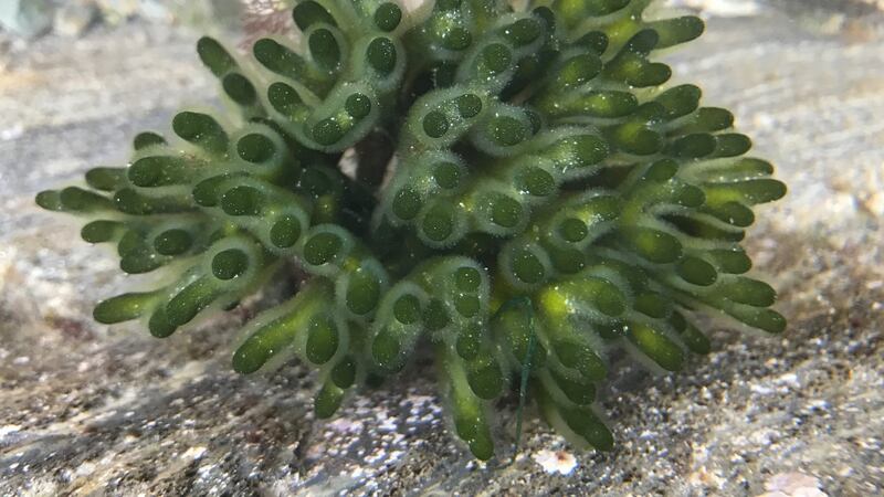 Green sponge fingers