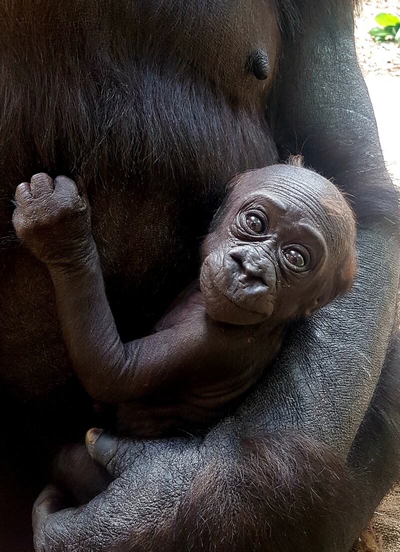 The baby gorilla born recently at Dublin Zoo is female, the zoo announced on Wednesday.  Photograph: Dublin Zoo.