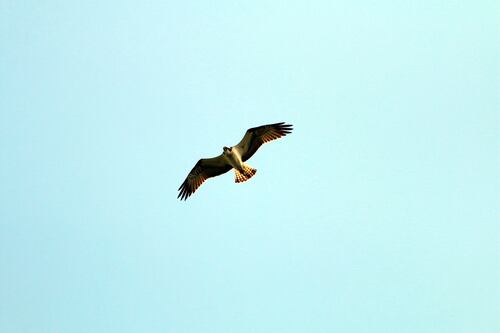 Ospreys breeding in Ireland after 200 years ‘like finding long-lost treasure’