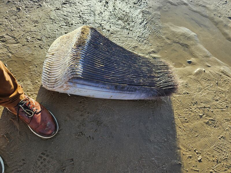 Part of a whale baleen filter. Photograph: Darren Maguire