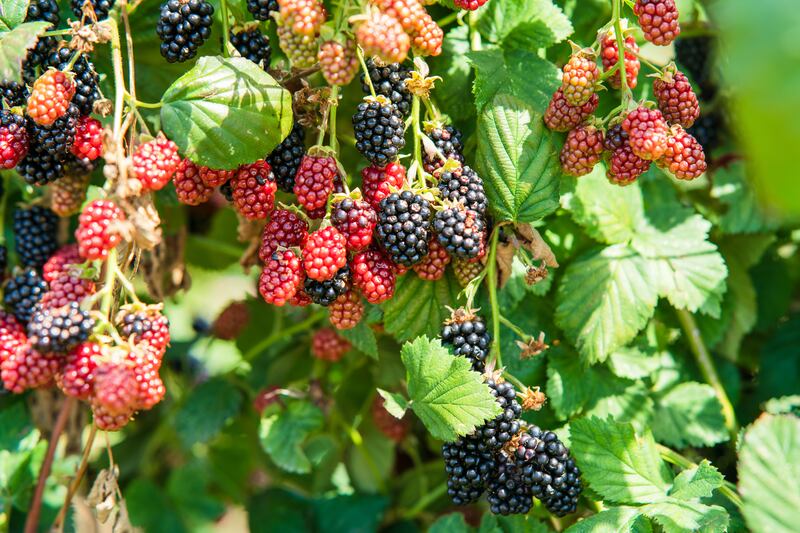 Boysenberries. Photograph: Getty