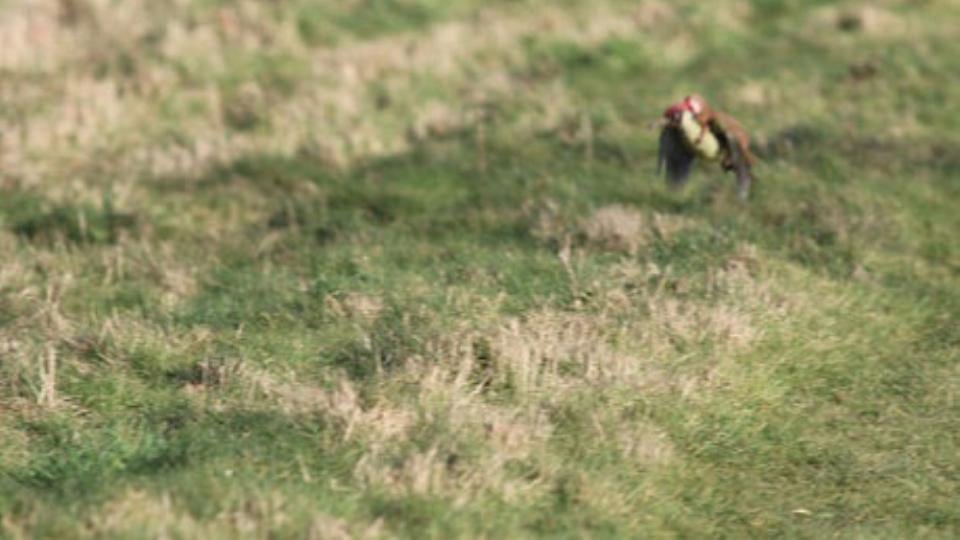 The woodpecker mid-flight when it realised it had a nasty problem to deal with. Photograph: Martin Le-May