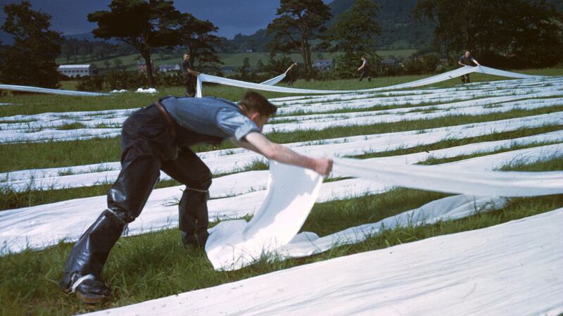 Factory workers grass-bleaching lengths of linen in the open air at Killinchy, Co Down, in 1948. Photograph: Merlyn Severn/Picture Post/Hulton Archive/Getty Images