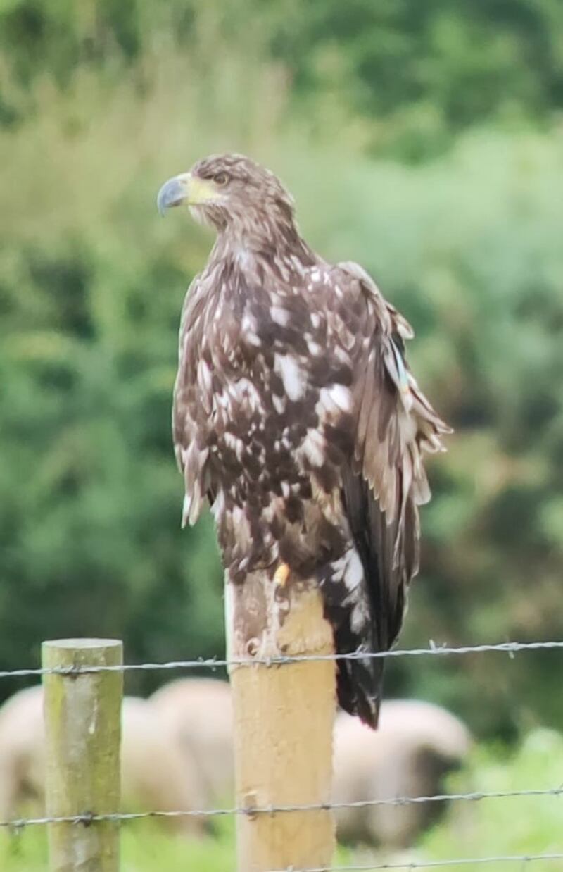 Sea eagle